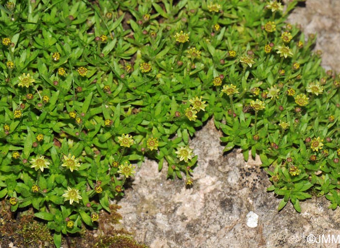 Saxifraga sedoides