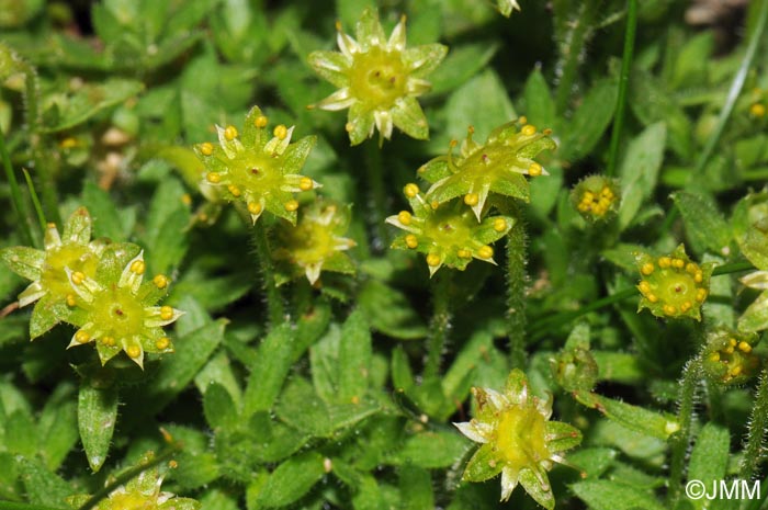 Saxifraga sedoides