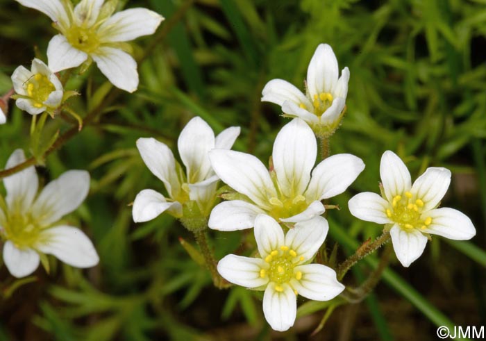 Saxifraga rosacea subsp. sponhemica