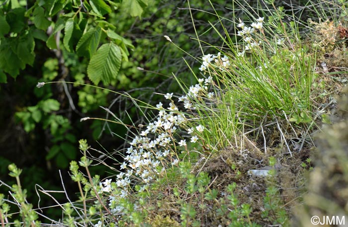 Saxifraga rosacea subsp. sponhemica