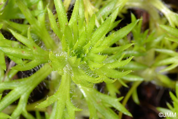 Saxifraga rosacea subsp. sponhemica