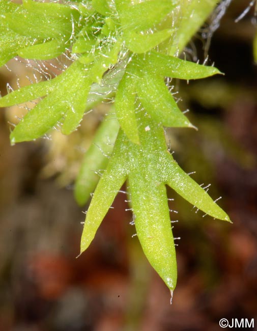 Saxifraga rosacea subsp. sponhemica