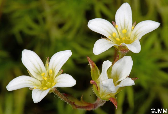 Saxifraga rosacea subsp. sponhemica