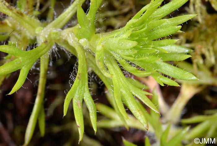 Saxifraga rosacea subsp. sponhemica