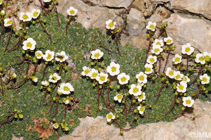 Saxifraga squarrosa