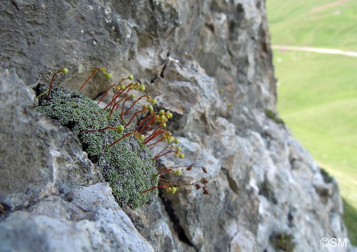 Saxifraga squarrosa