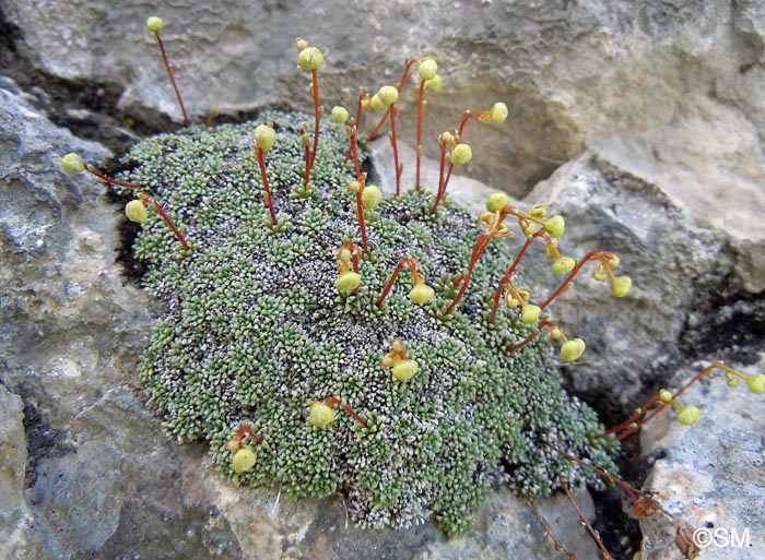 Saxifraga squarrosa