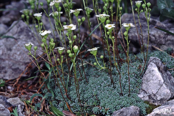 Saxifraga squarrosa