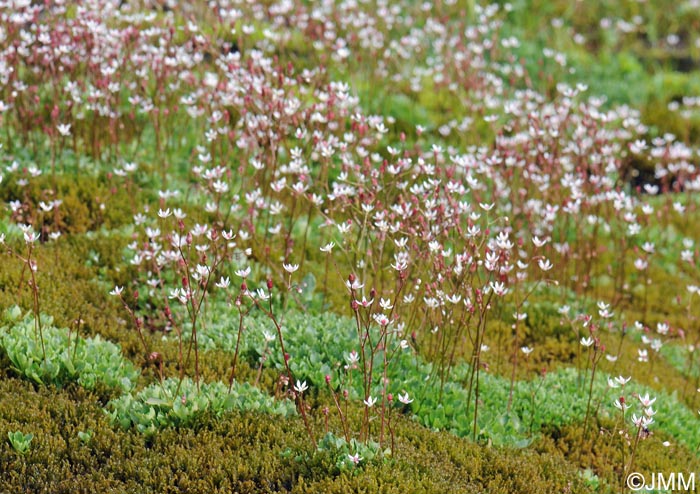 Saxifraga stellaris subsp. alpigena = Micranthes stellaris var. robusta