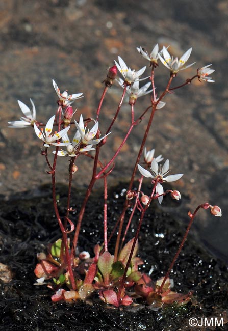 Saxifraga stellaris subsp. alpigena = Micranthes stellaris var. robusta