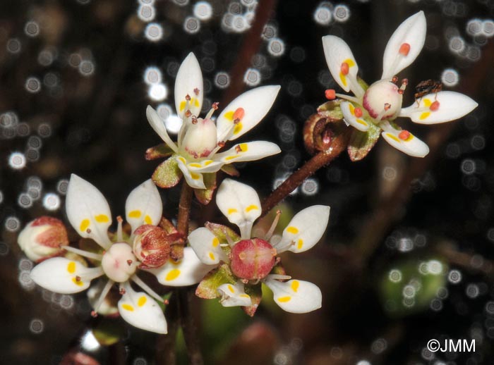 Saxifraga stellaris subsp. alpigena = Micranthes stellaris var. robusta