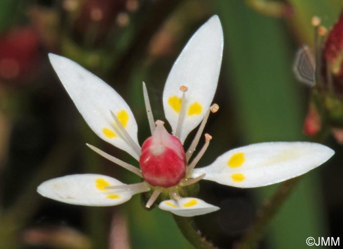 Saxifraga stellaris subsp. alpigena = Micranthes stellaris var. robusta