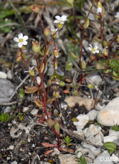 Saxifraga tridactylites