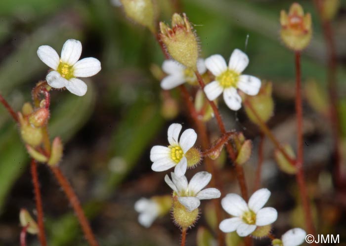 Saxifraga tridactylites