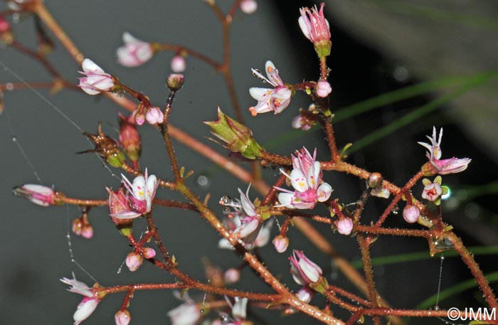 Saxifraga umbrosa