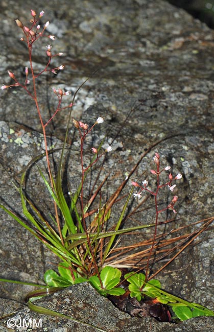 Saxifraga umbrosa