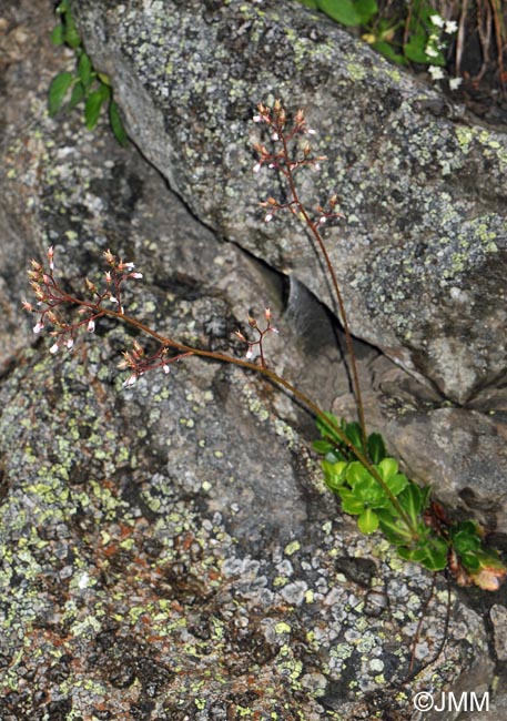 Saxifraga umbrosa