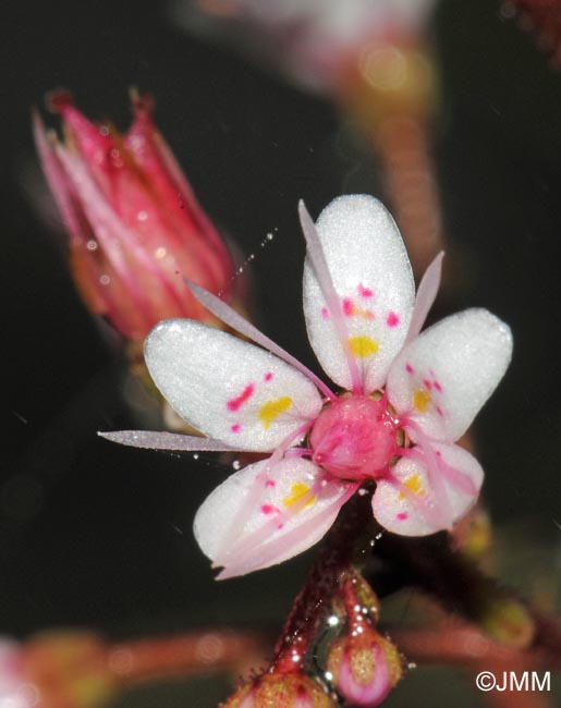 Saxifraga umbrosa