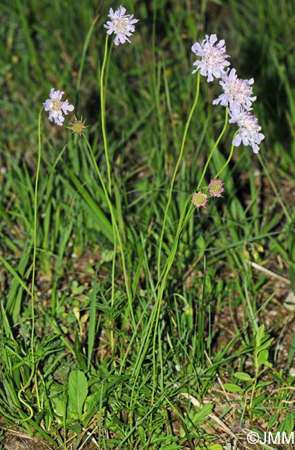 Scabiosa columbaria