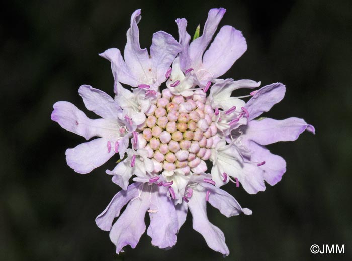 Scabiosa columbaria