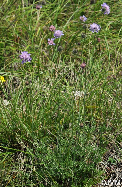 Scabiosa columbaria