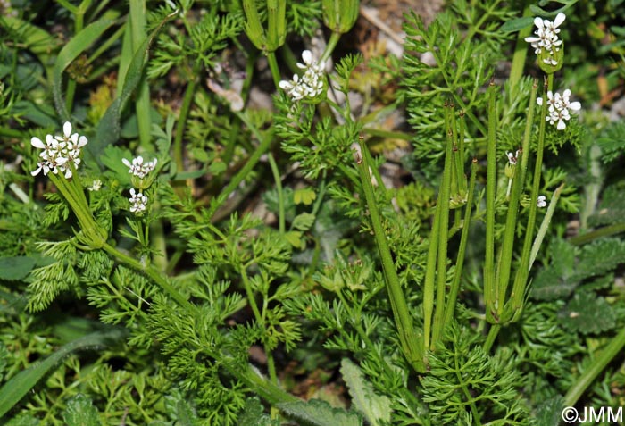 Scandix pecten-veneris subsp. pecten-veneris