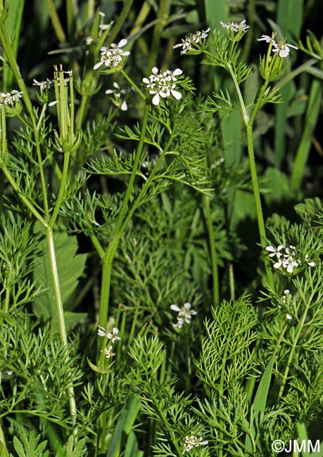 Scandix pecten-veneris subsp. pecten-veneris