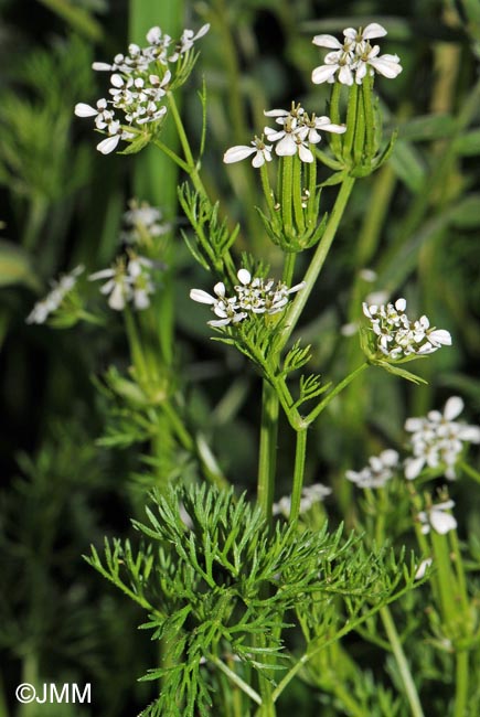 Scandix pecten-veneris subsp. pecten-veneris