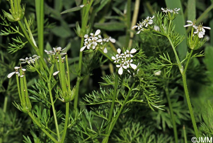 Scandix pecten-veneris subsp. pecten-veneris