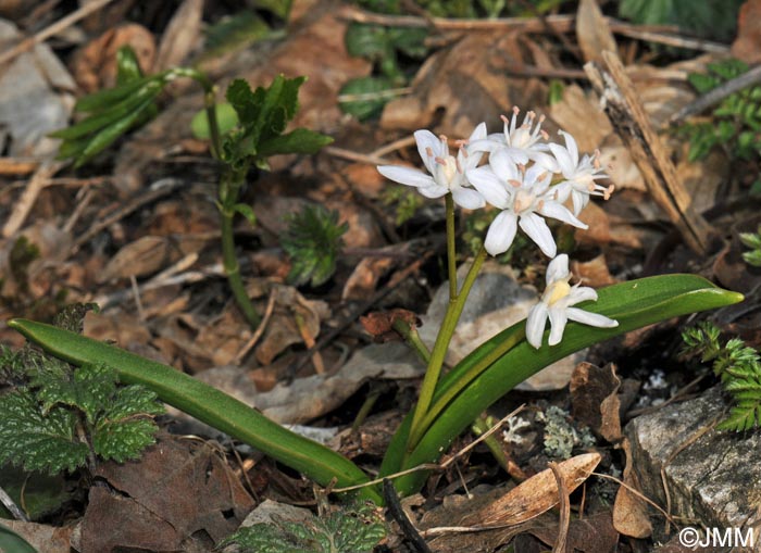 Scilla bifolia : forme blanche