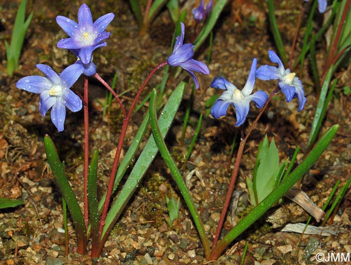 Scilla luciliae = Chionodoxa luciliae