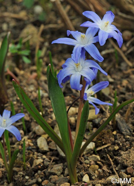 Scilla luciliae = Chionodoxa luciliae