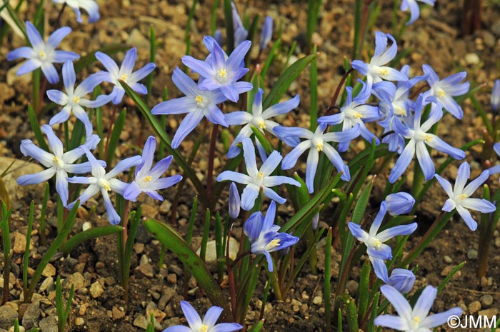 Scilla luciliae = Chionodoxa luciliae