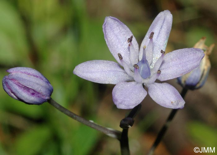 Scilla monophyllos