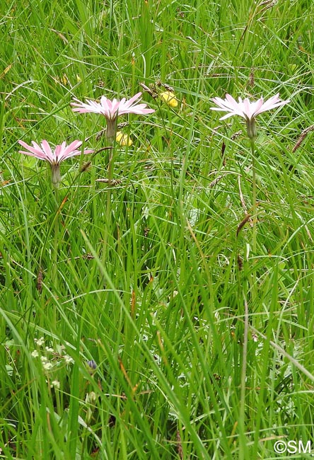 Scorzonera rosea