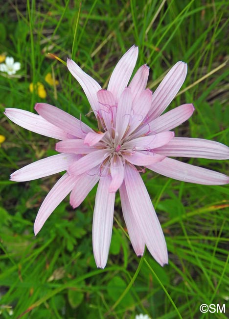 Scorzonera rosea