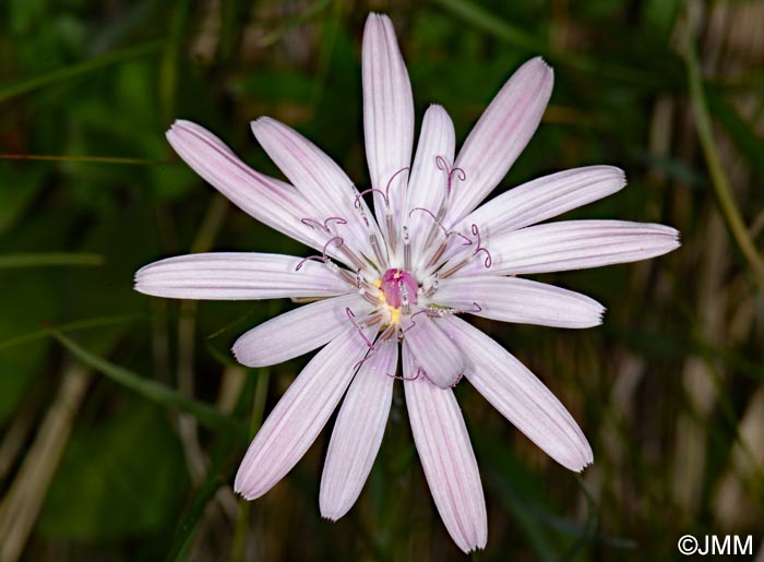 Scorzonera rosea