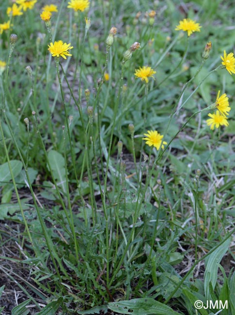 Scorzoneroides autumnalis = Leontodon autumnalis