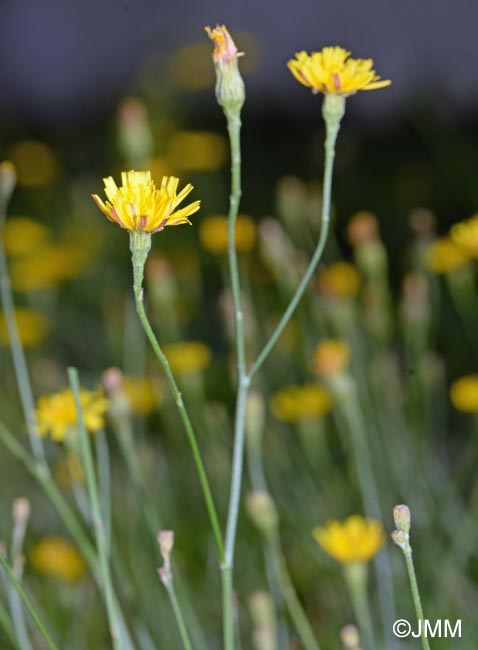 Scorzoneroides autumnalis = Leontodon autumnalis