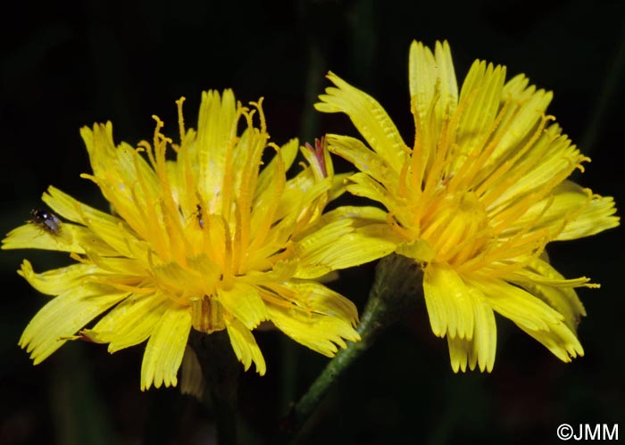 Scorzoneroides autumnalis = Leontodon autumnalis