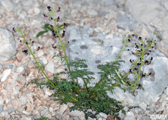 Scrophularia canina subsp. hoppii = Scrophularia juratensis