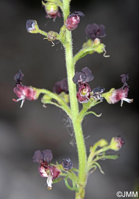 Scrophularia canina subsp. hoppii = Scrophularia juratensis