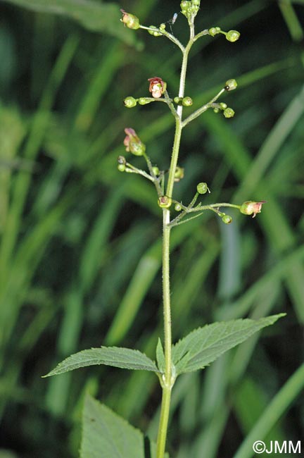 Scrophularia nodosa