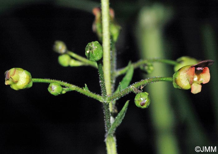 Scrophularia nodosa