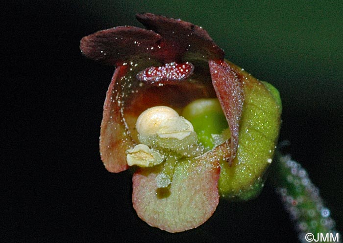 Scrophularia nodosa