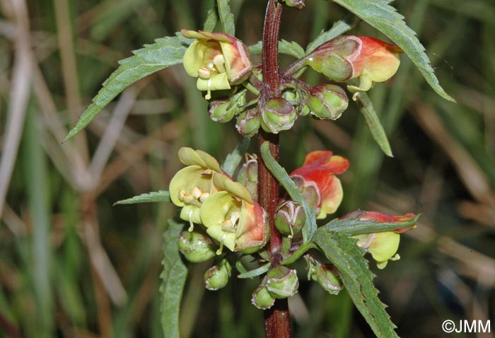 Scrophularia sambucifolia