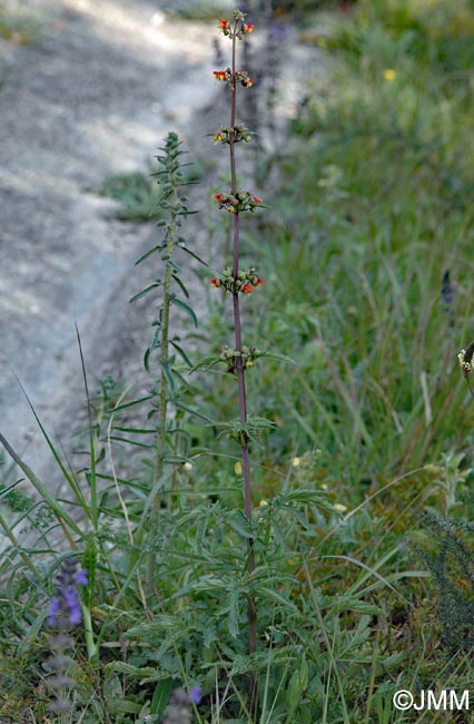 Scrophularia sambucifolia