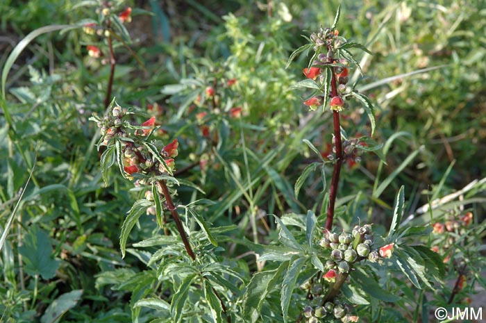 Scrophularia sambucifolia