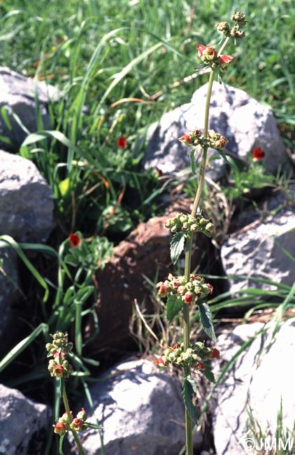 Scrophularia sambucifolia