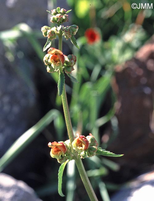 Scrophularia sambucifolia